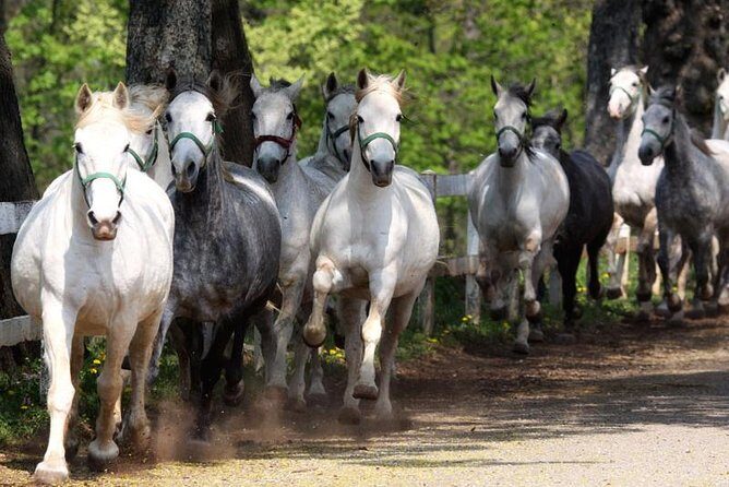 Lipica Stud Farm and Skocjan Caves from Portoroz - Key Points