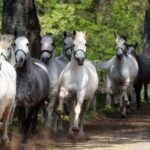 Lipica Stud Farm & Skocjan Caves - Small Group Tour from Trieste - The Experience for Different Travelers