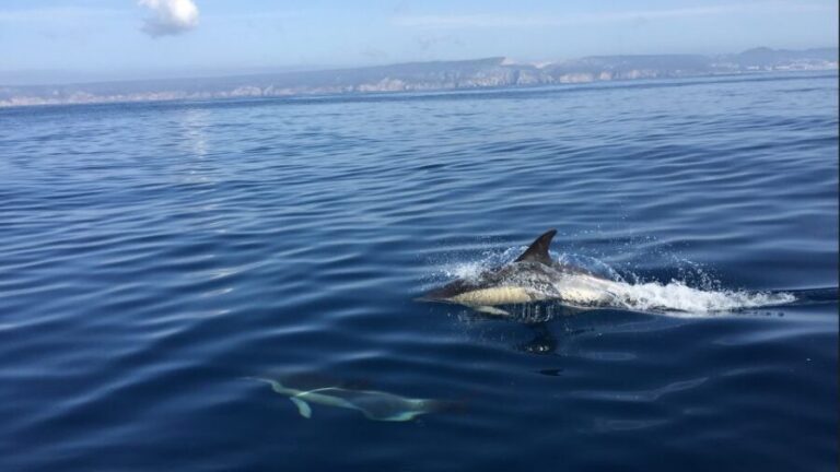 Lisbon: Arrábida Natural Park Dolphin Watching Boat Tour - The Value and Why It Works