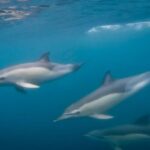 Lisbon: Dolphin Watching Boat Tour with Welcome Coffee - The Itinerary Breakdown