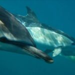 Lisbon: Dolphin Watching with Marine Biologist - The Experience on the Boat