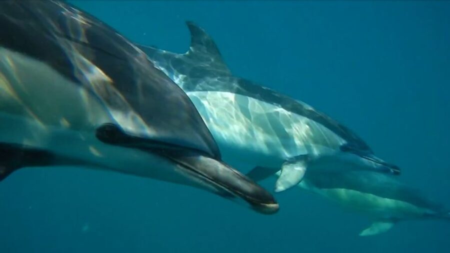 Lisbon: Dolphin Watching with Marine Biologist - The Experience on the Boat