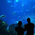 Lisbon Oceanario: Aquarium Entrance Ticket - A Closer Look at the Lisbon Oceanarium Experience