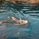 Lisbon: Oceanário de Lisboa Entrance Ticket - Authentic Visitor Experiences