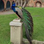 Lisbon: São Jorge Castle Skip-the-Line Ticket & Guided Tour - Who Should Book This Tour?