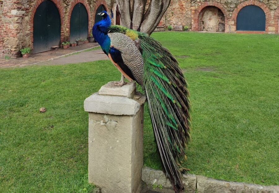 Lisbon: São Jorge Castle Skip-the-Line Ticket & Guided Tour - Who Should Book This Tour?