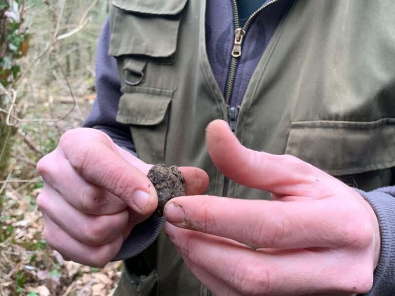 Livade: Guided Truffle Hunting Walking Tour - A Deep Dive into the Truffle Hunting Tour