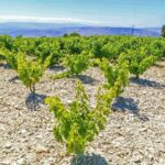 Local Wineries Tour with Wine Testing from Paphos - Practical Details & What to Expect