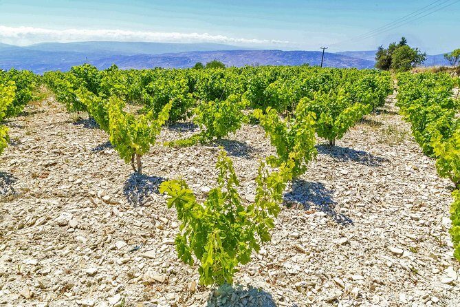 Local Wineries Tour with Wine Testing from Paphos - Practical Details & What to Expect