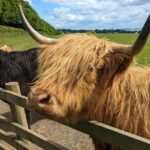 Loch Lomond, Highland Cows, Victorian Town, Kelpies Half-Day Tour - Who Would Love This Tour?