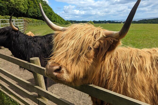 Loch Lomond, Highland Cows, Victorian Town, Kelpies Half-Day Tour - Who Would Love This Tour?