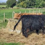 Lochness and Inverness day Tour - Transport and Overall Experience