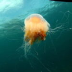 Lofoten: Family Snorkeling Tour - Who Will Enjoy This Tour?