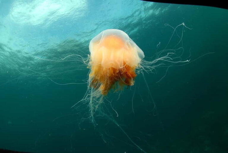 Lofoten: Family Snorkeling Tour - Who Will Enjoy This Tour?