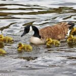 London: Hampton Court to Richmond River Thames Cruise - Who Should Consider This Tour