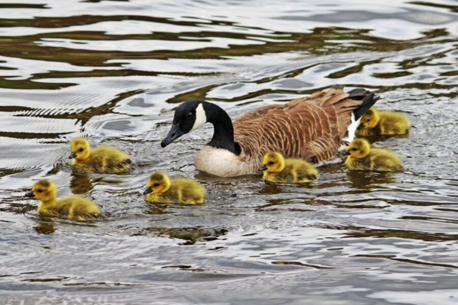 London: Hampton Court to Richmond River Thames Cruise - Who Should Consider This Tour