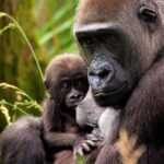 London Zoo Entry Ticket - Navigating the Layout and Facilities