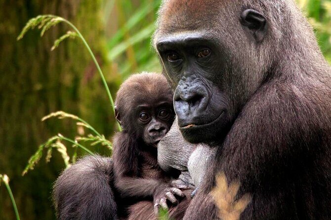 London Zoo Entry Ticket - Navigating the Layout and Facilities