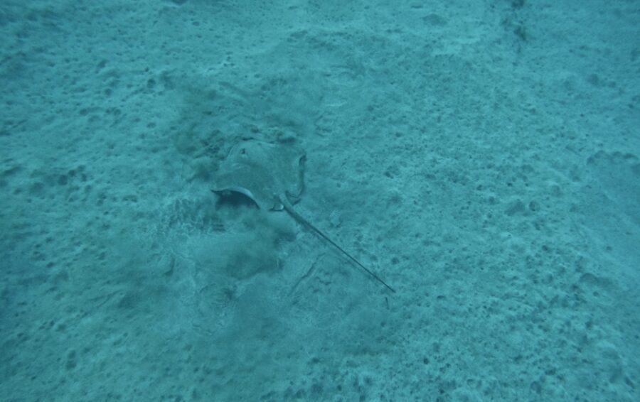 Los Cristianos: Basic Diver Course - The Real Value of This Experience