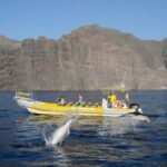 Los Gigantes: Dolphin and Whale Watching Cruise by Speedboat - The Value of This Tour