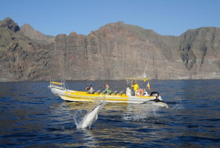 Los Gigantes: Dolphin and Whale Watching Cruise by Speedboat - The Value of This Tour