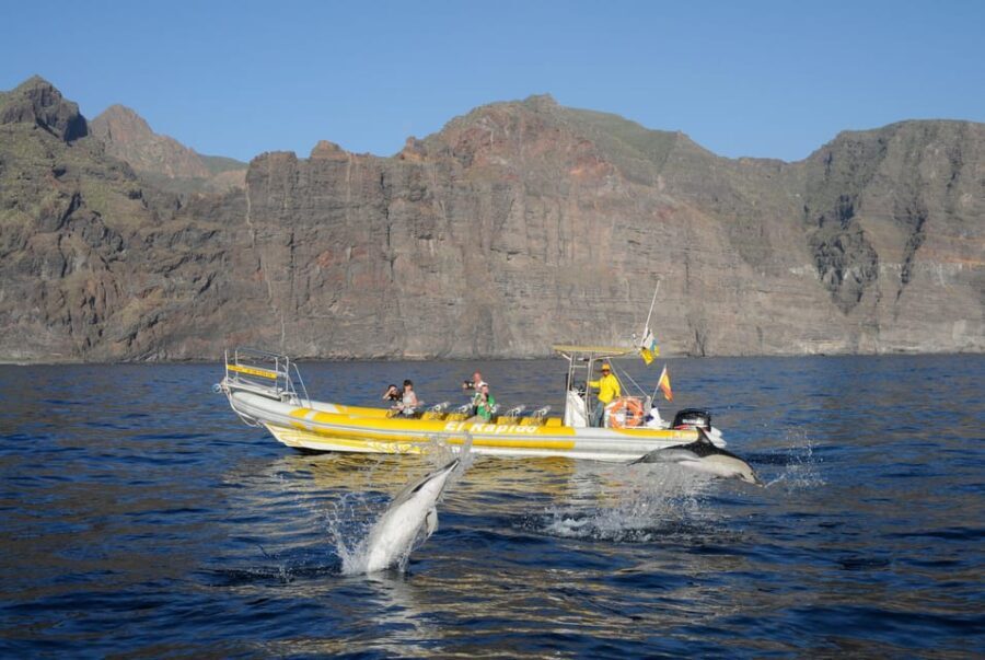 Los Gigantes: Dolphin and Whale Watching Cruise by Speedboat - The Value of This Tour