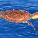 Los Gigantes Whale Watching Charter by Sail Boat - Why This Tour Offers Great Value