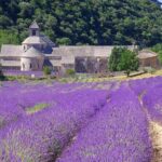 Luberon and its perched villages - The Majestic Abbey of Sénanque