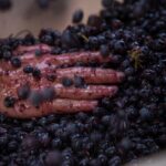 Lucca - Wine tasting at Tenuta Mareli - A Deep Dive into the Experience