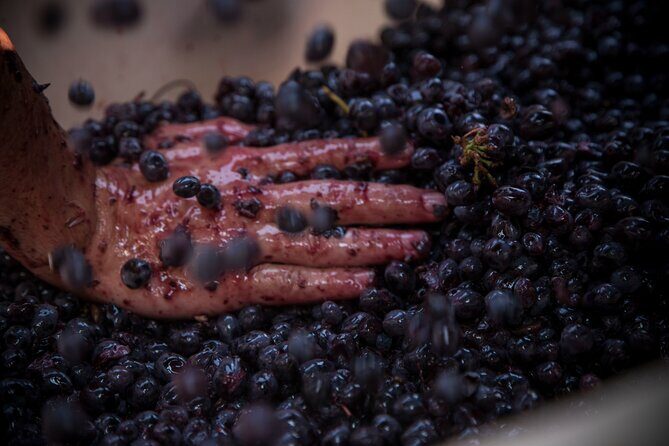 Lucca - Wine tasting at Tenuta Mareli - A Deep Dive into the Experience