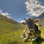 Lucerne: Private day Trip to St. Moritz - What’s Included and What’s Not