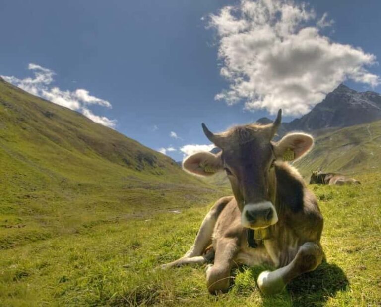 Lucerne: Private day Trip to St. Moritz - What’s Included and What’s Not