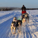 Luleå: Drive your own Husky team, 10km - An In-Depth Look at the Husky Tour in Luleå