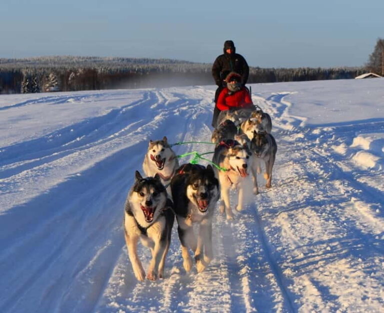 Luleå: Drive your own Husky team, 10km - An In-Depth Look at the Husky Tour in Luleå