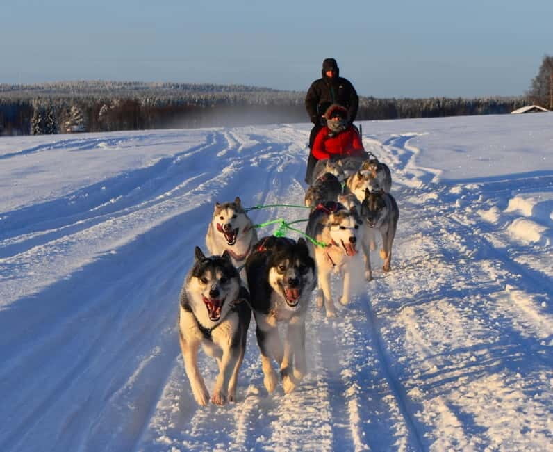 Luleå: Drive your own Husky team, 10km - An In-Depth Look at the Husky Tour in Luleå