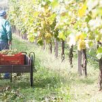 Lunch and Tasting of Traditional Balsamic Vinegar of Modena - Who is This Tour Best For?