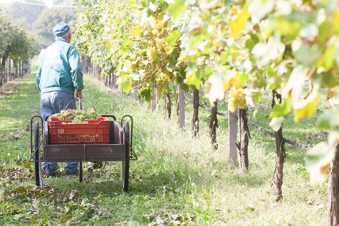 Lunch and Tasting of Traditional Balsamic Vinegar of Modena - Who is This Tour Best For?