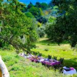 Lunch in the Olive Grove - Final Thoughts