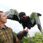 Lunch & Nature experience at Cumberland Bird of Prey Centre - Final Thoughts