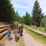 Luvigny: Donkey discovery walk - The Setting and Arrival