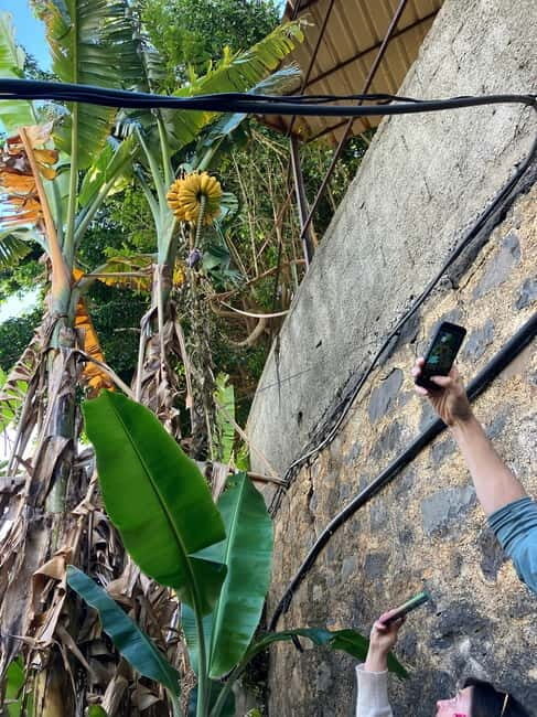 Madeira: Banana Plantation Guided Tour with Tasting - Exploring Madeira’s Banana Plantations: What to Expect