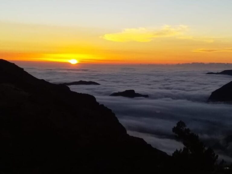 Madeira: Birdwatching - The Endemics - Value and Pricing