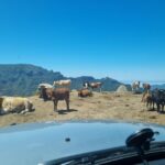 Madeira: Picturesque Peaks and Skywalk private 4x4 Jeep tour - FAQ