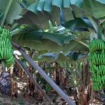 Madeira: Private Banana Farm Tour with Pickup - What’s Included and What to Consider