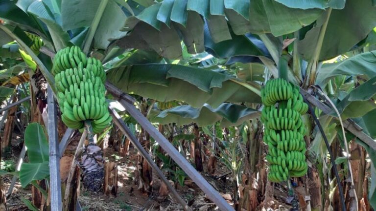 Madeira: Private Banana Farm Tour with Pickup - What’s Included and What to Consider