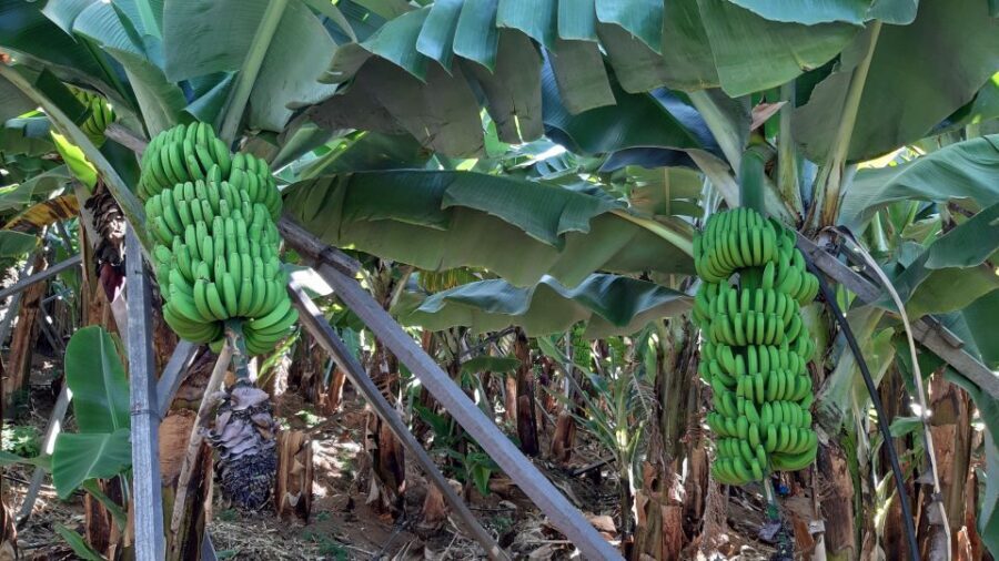 Madeira: Private Banana Farm Tour with Pickup - What’s Included and What to Consider