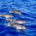 Madeira: Responsible Whales and/or Dolphins Watching Tour - The Marine Wildlife You Might See