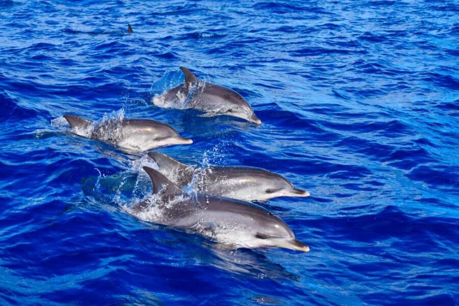 Madeira: Responsible Whales and/or Dolphins Watching Tour - The Marine Wildlife You Might See