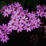 Madeira Walks - Rabaçal and the 25 Fountains - The Itinerary in Detail: What to Expect at Each Spot