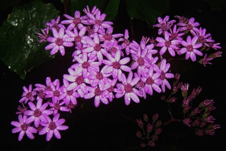 Madeira Walks - Rabaçal and the 25 Fountains - The Itinerary in Detail: What to Expect at Each Spot